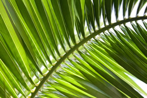 Palmenwedel Palmenwedel