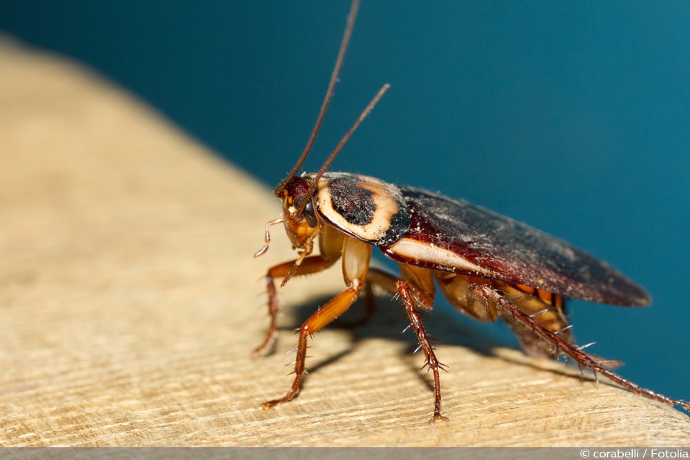 Insekten schabenähnliche Insekten aus