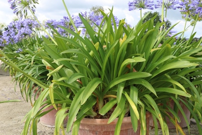 Agapanthus