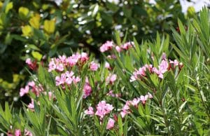 Oleander überwintern