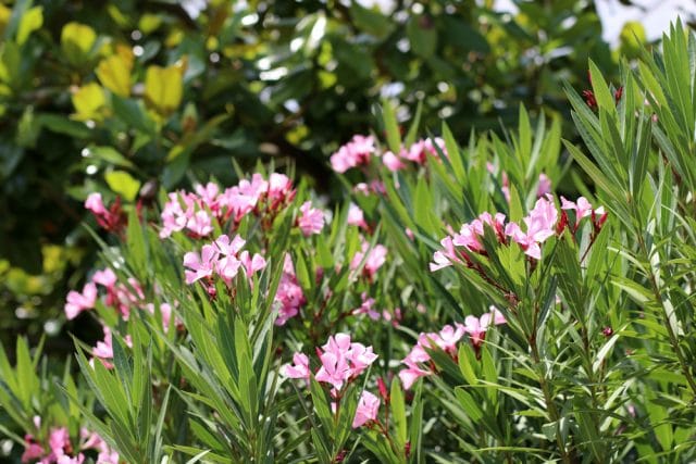 Oleander überwintern