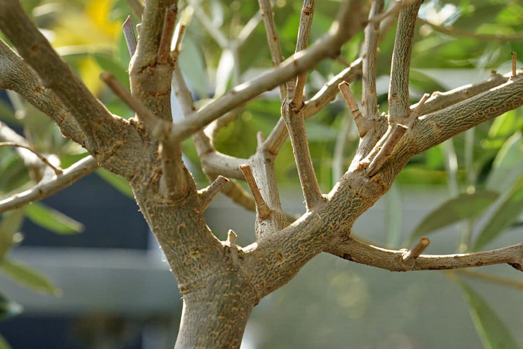 Olivenbaum (Olea europaea)