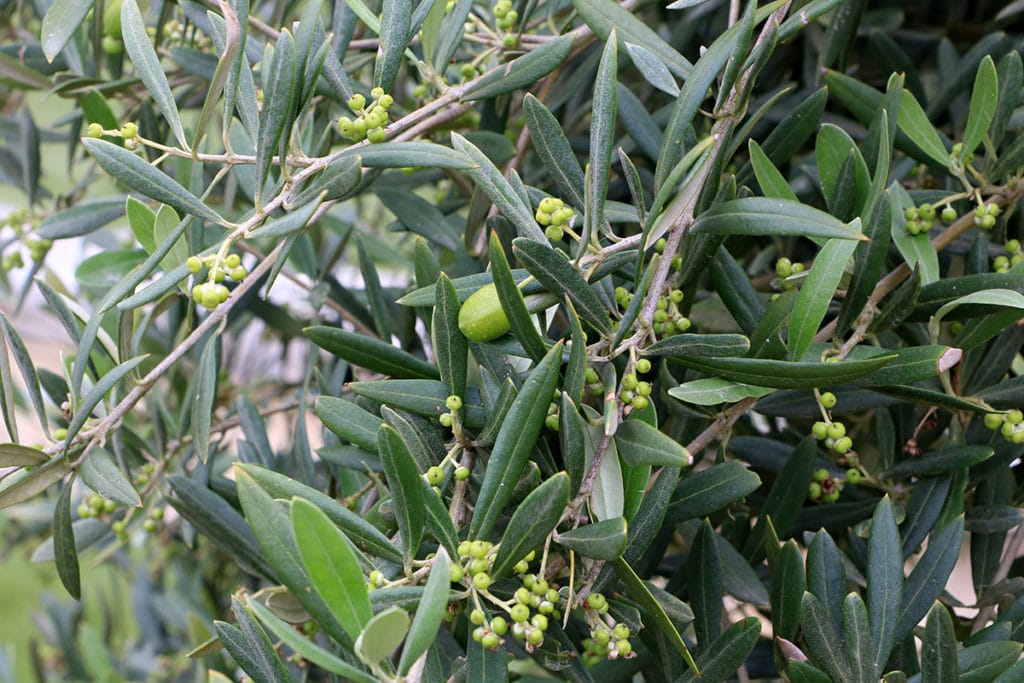 Olea europaea