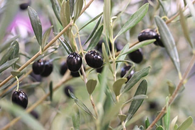 Olivenbaum überwintern