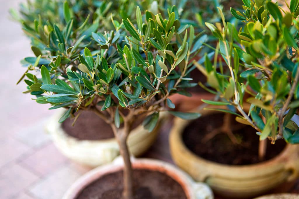 Olivenbaum (Olea europaea)