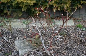 Rosenpflege im Herbst