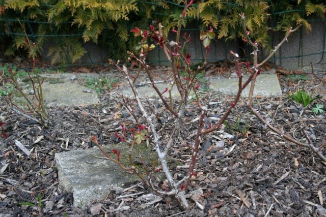 Rosenpflege im Herbst