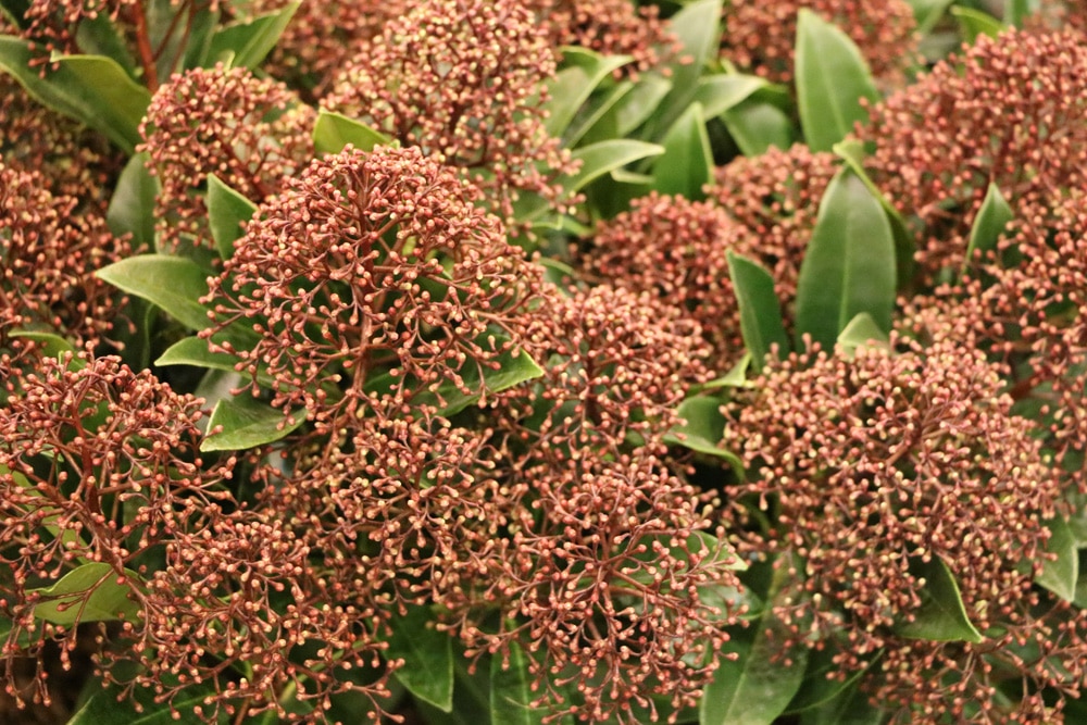 Skimmie - Pflege von Skimmia Japonica - Gartendialog.de