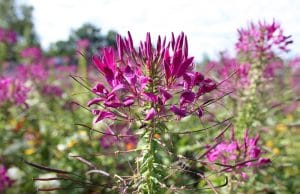 winterharte Pflanzen Spinnenblume