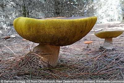 Boletus