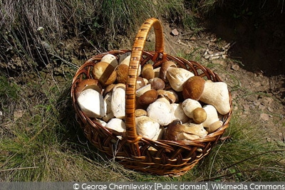 Boletus