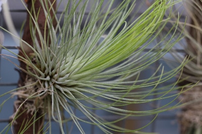 Tillandsia