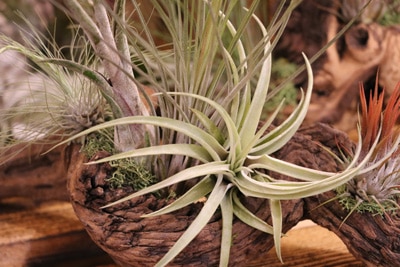 Tillandsia