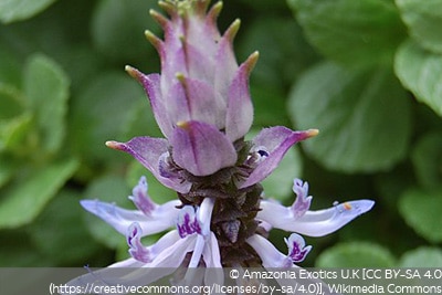 Plectranthus ornatus