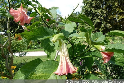 Brugmansia suaveolens