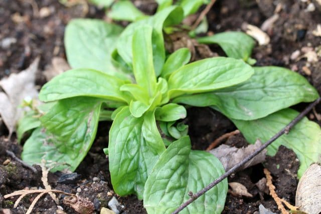 Feldsalat