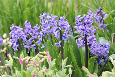 Hyacinthus