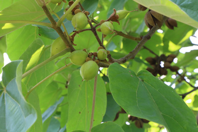 Blauglockenbaum