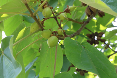 Blauglockenbaum