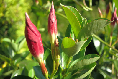 Dipladenia Mandevilla