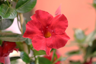 Dipladenia Mandevilla