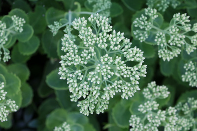 Fetthenne Sedum 