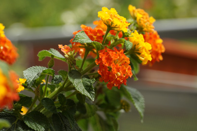 Wandelröschen Lantana camara 