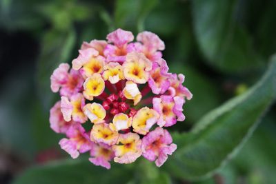 Wandelröschen Lantana camara 