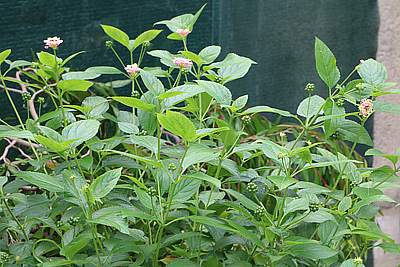 Wandelröschen Lantana camara