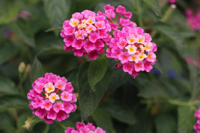 Wandelröschen, Lantana camara, Quadratische Blumenkübel