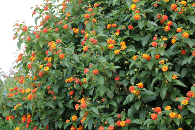 Wandelröschen Lantana camara 