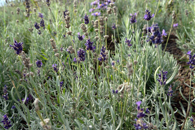 Lavendel - Lavandula angustifolia