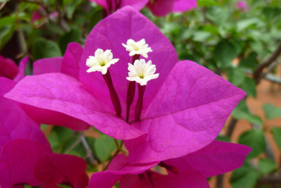 Bougainvillea schneiden