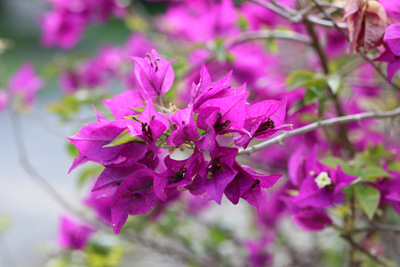 Drillingsblume Bougainvillea