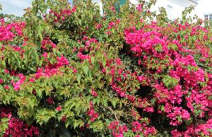 Bougainvillea schneiden