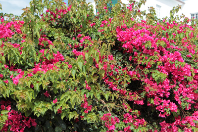 Bougainvillea schneiden