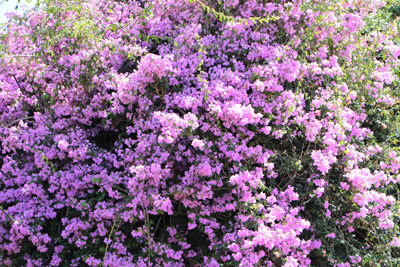 Drillingsblume Bougainvillea