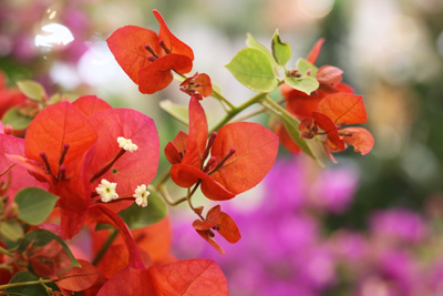 Drillingsblume Bougainvillea