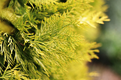 Thuja 