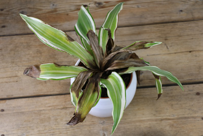 Dracaena 