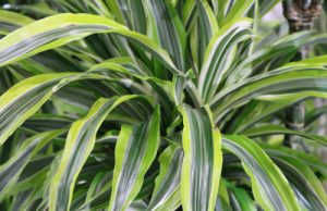 Dracaena fragrans