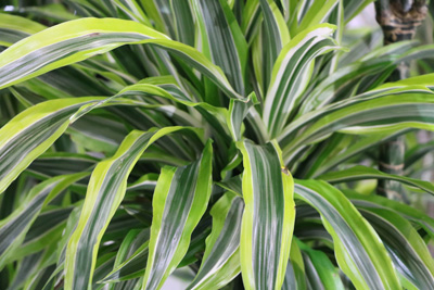 Dracaena fragrans