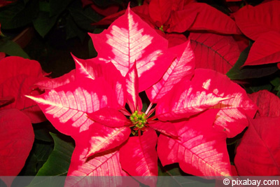 Weihnachtsstern Euphorbia pulcherrima 