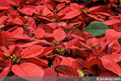 Weihnachtsstern Euphorbia pulcherrima 