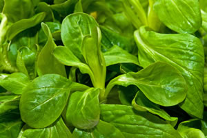 Feldsalat Feldsalat