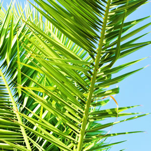 Dattelpalme (Zwergdattelpalme) - Pflege und Überwintern ... Dattelpalme (Zwergdattelpalme) - Pflege und Überwintern ...