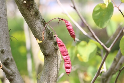 Cercis siliquastrum