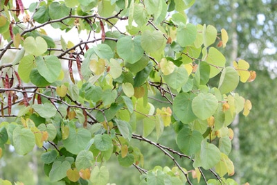 Cercis siliquastrum