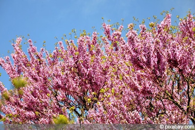 Cercis siliquastrum