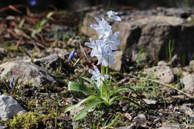 Scheinscilla Frühlingsblumen